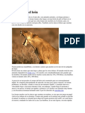 Anatomía Del León | PDF | León | Tigre