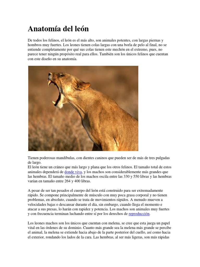Anatomía Del León | PDF | León | Tigre
