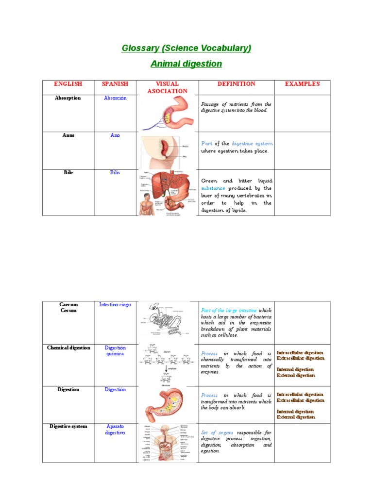 Animal Digestion (Definitions) | PDF | Digestion | Gastrointestinal Tract