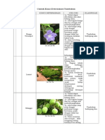 Contoh Kunci Determinasi Tumbuhan