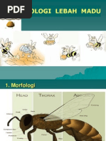 Download 01 Biologi Lebah Madu_trisnowati by Ariani Sukma Dewi SN203331333 doc pdf