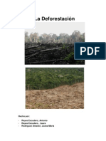 Los Problemas de La Deforestación