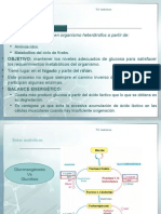 Rutas Anabolicas