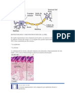 BIOTECNOLOGIA Y RECONSTRUCCION DE LA PIEL.docx