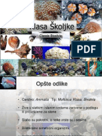 MOLLUSCA SKOLJKE