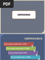 Herpes Virus