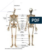 Οστά - Σκελετικό Σύστημα