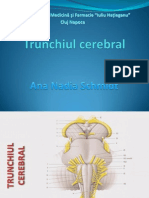 Trunchiul Cerebral