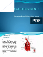 L'apparato Digerente