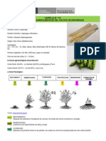 Esparrago - Cartilla 15 Condiciones Agroclimaticas Del Cultivo de Esparrago