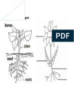 Parts of Plant