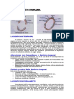 Denticion Humana