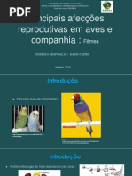 Principais afecções reprodutivas em aves de companhia - BIOMAS.UFBA