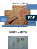fotosdehistologiaurinario-130831180214-phpapp01