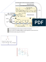 Krebs y Respiración Acoplados