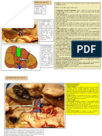 Www.oftalux.ro Carti-Anatomie Anatomia-Viscerelor LP 20 FICATUL