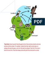 Food Chain Shows How Each Living Thing Gets Its Food. Some Animals Eat Plants and Some