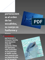 Animales Marinos