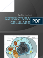 Estructuras Celulares