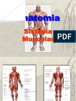 77238809 Anatomia Sistema Muscular