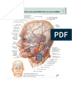 Musculos Del Craneo y Cara