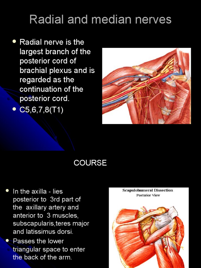 Radial and Median Nerves | Hand | Arm
