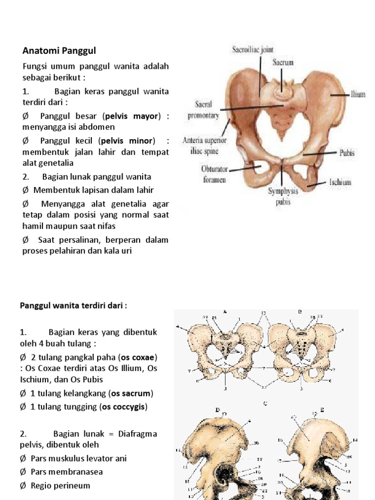  Anatomi  Panggul 