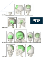 Huesos Neuroanatomia