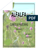 Alfalfa