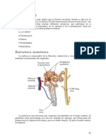 Fisiologia Renal