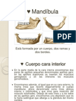 Estructura y características de la mandíbula humana