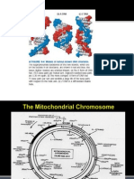 The Mitochondrial Chromosome