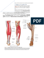 Músculos flexores y extensores del pie y tobillo