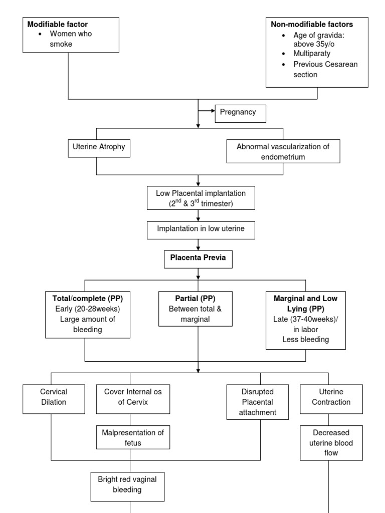 Pathophysiology of Placenta Previa | PDF | Uterus | Female Mammals