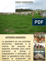 Actividad Ganadera