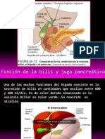 Fisio Bilis Pancreas