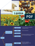 LIPIDOS