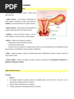 Ficha Informativa - Sistema Reprodutor Feminino