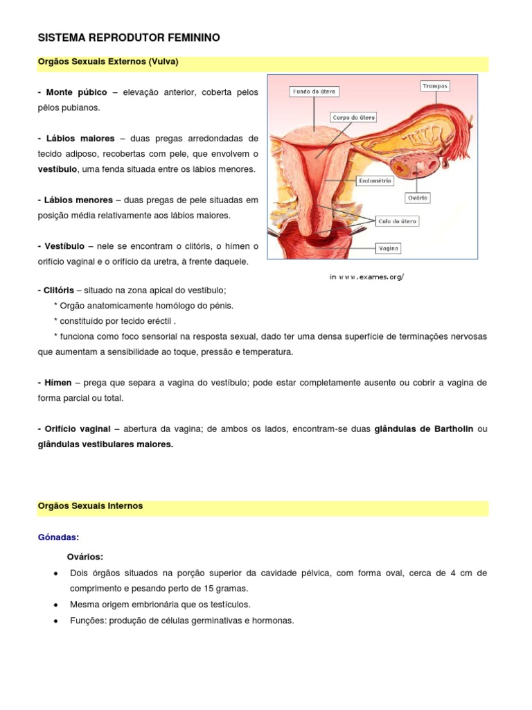 Ficha Informativa - Sistema Reprodutor Feminino | Sistema Reprodutivo