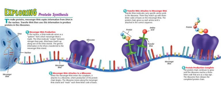 Protein Synthesis Process Overview | PDF
