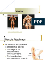 131461370-muscles-of-the-human-body-powerpoint