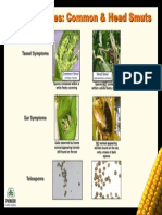 Tassel Symptoms: Corn Diseases: Common & Head Smuts