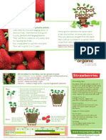 Strawberries - Organic Growing Guides for Teachers + Students + Schools