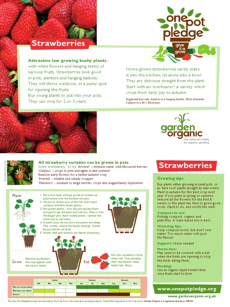 Strawberries Organic Growing Guides for Teachers + Students + Schools