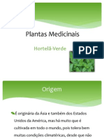 Plantas Medicinais - Hortelã Verde