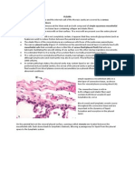 Histologi Pleura