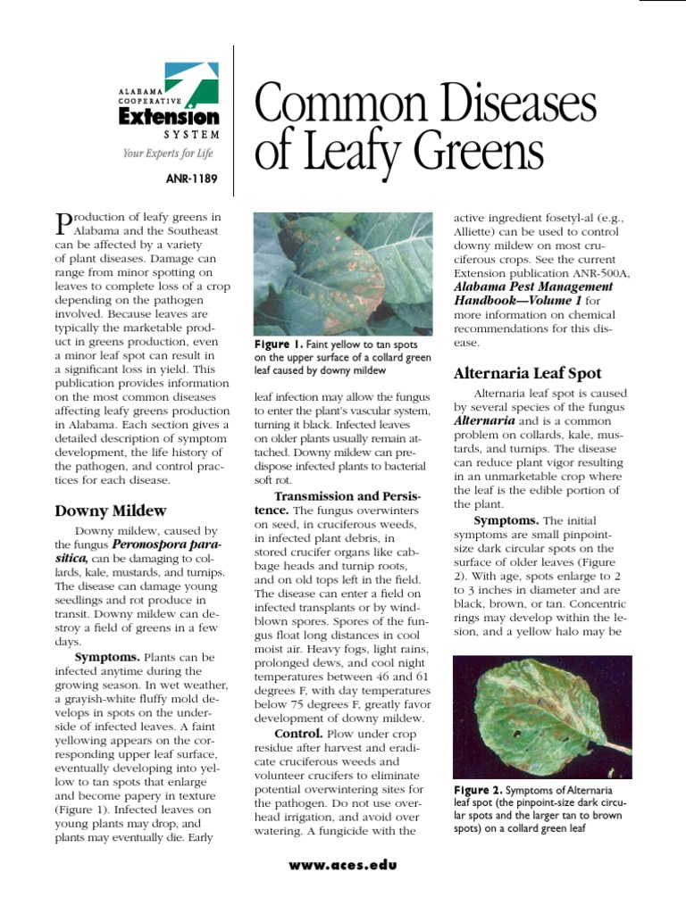 Common Diseases of Leafy Greens PDF Plants Agriculture