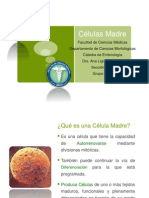 Células Madre