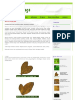 WayOut Village - Karakteristik Dan Morfologi Daun Tembakau Oriental