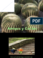Amigos - Cactus